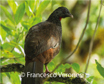 Francesco-Veronesi-3
