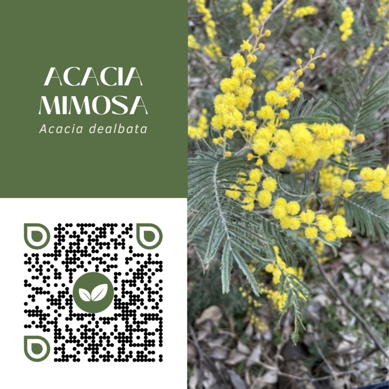 ACACIA MIMOSA