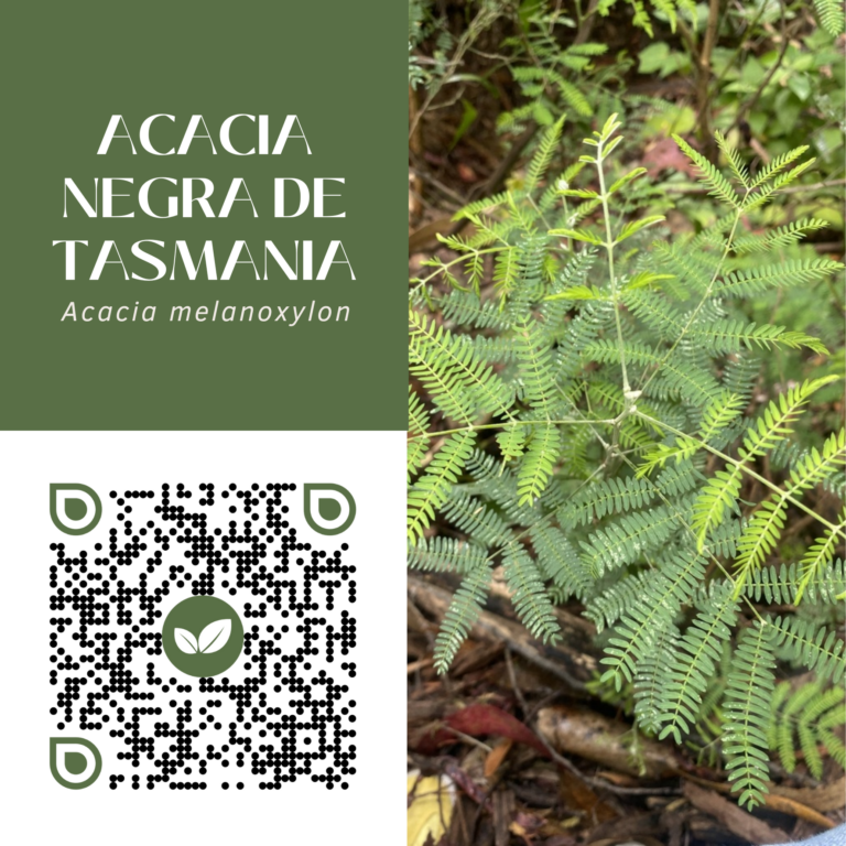 ACACIA NEGRA DE TASMANIA
