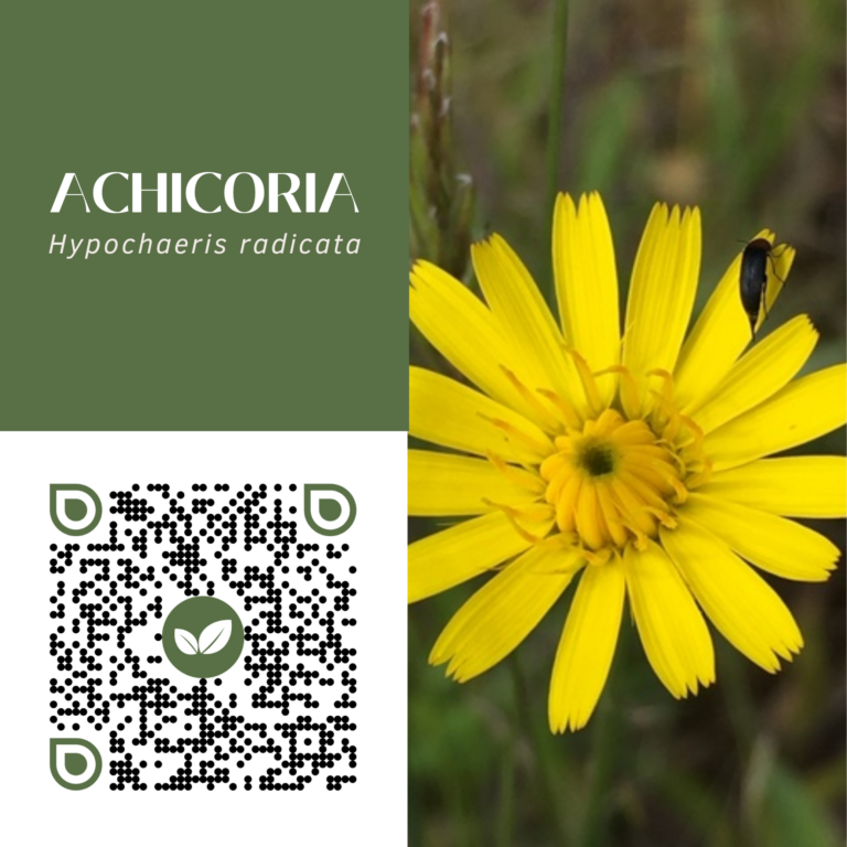 ACHICORIA