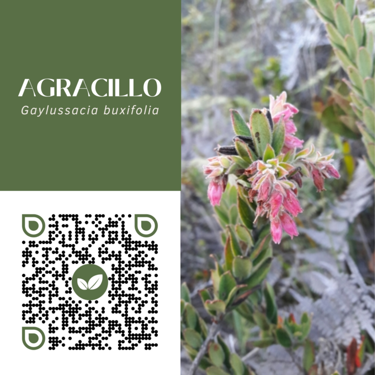 AGRACILLO