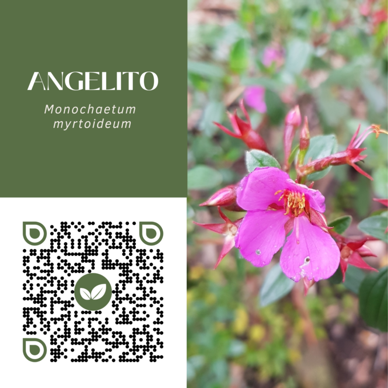 ANGELITO