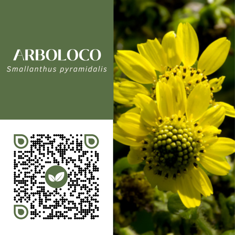 ARBOLOCO