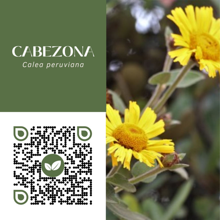 CABEZONA