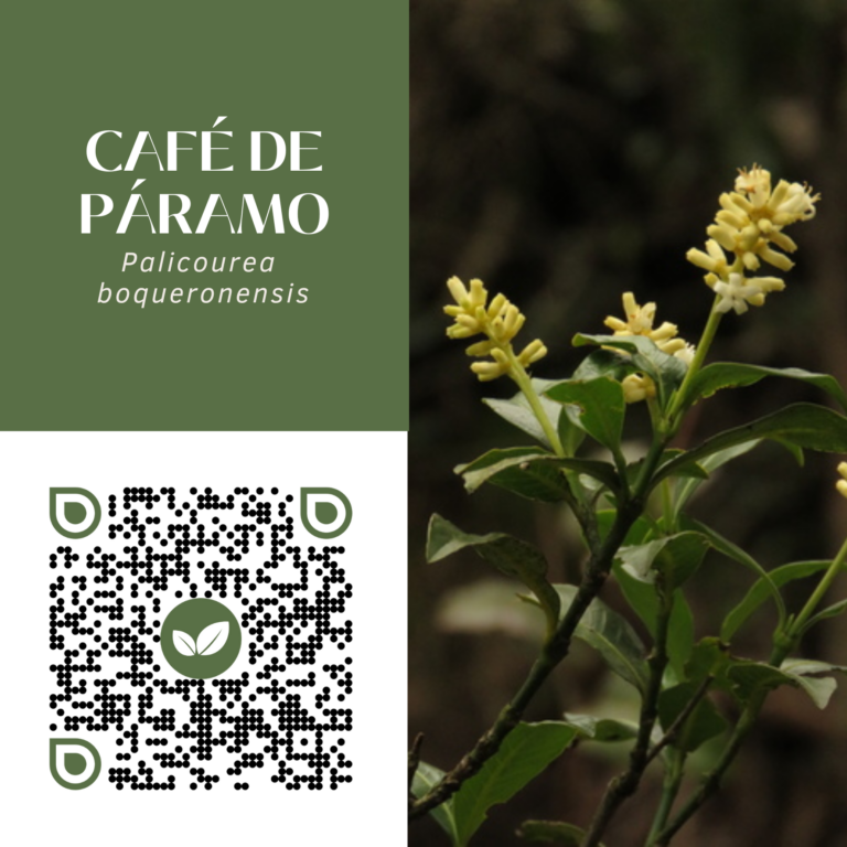 CAFÉ DE PÁRAMO