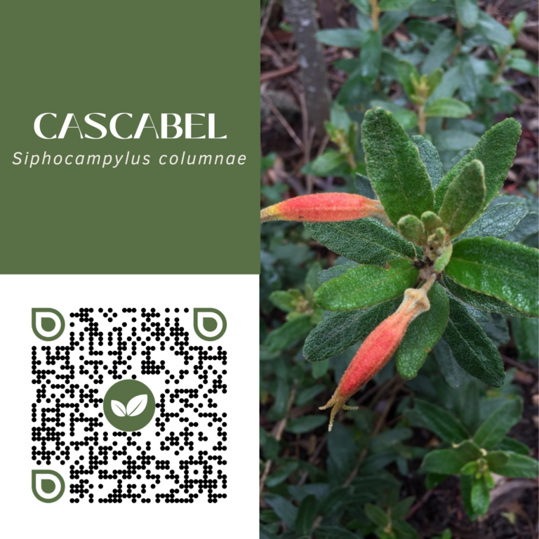 CASCABEL