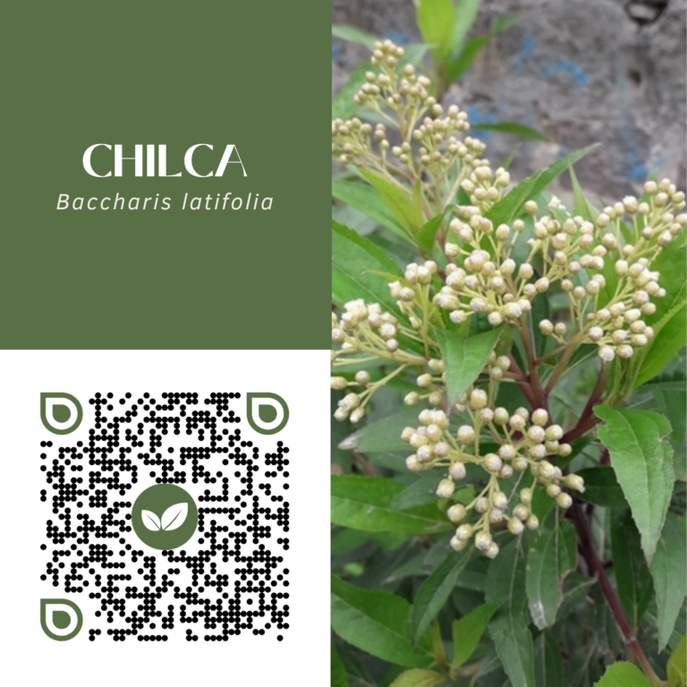 CHILCA