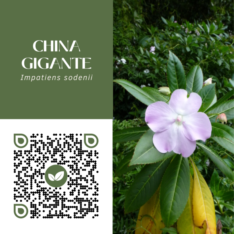 CHINA GIGANTE