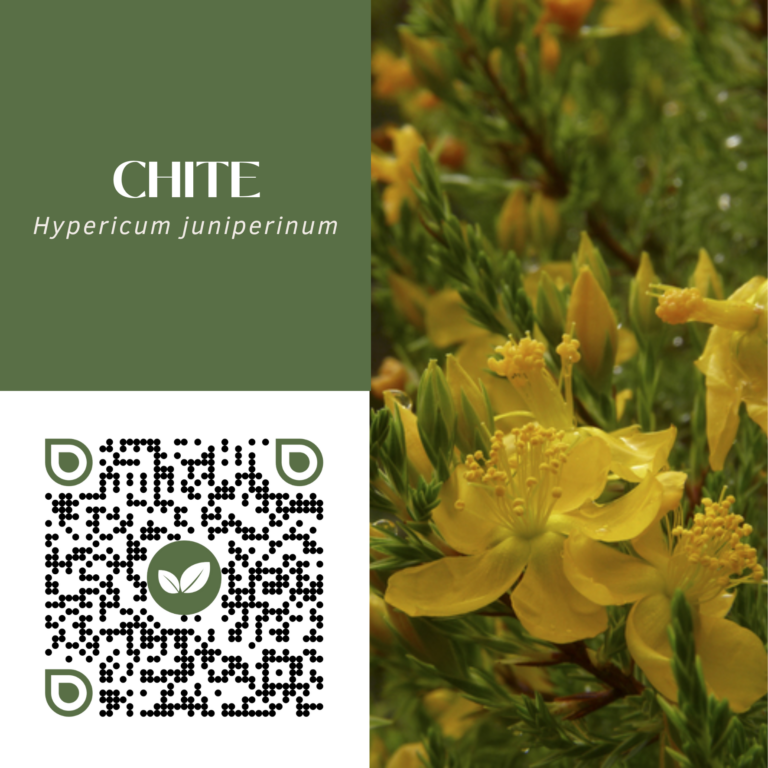 CHITE