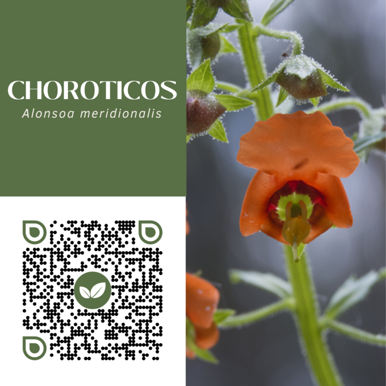 CHOROTICOS