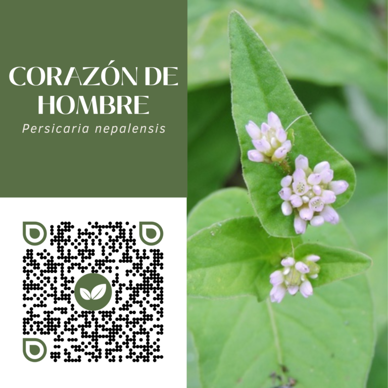 CORAZÓN DE HOMBRE
