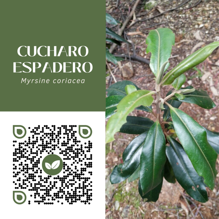 CUCHARO ESPADERO