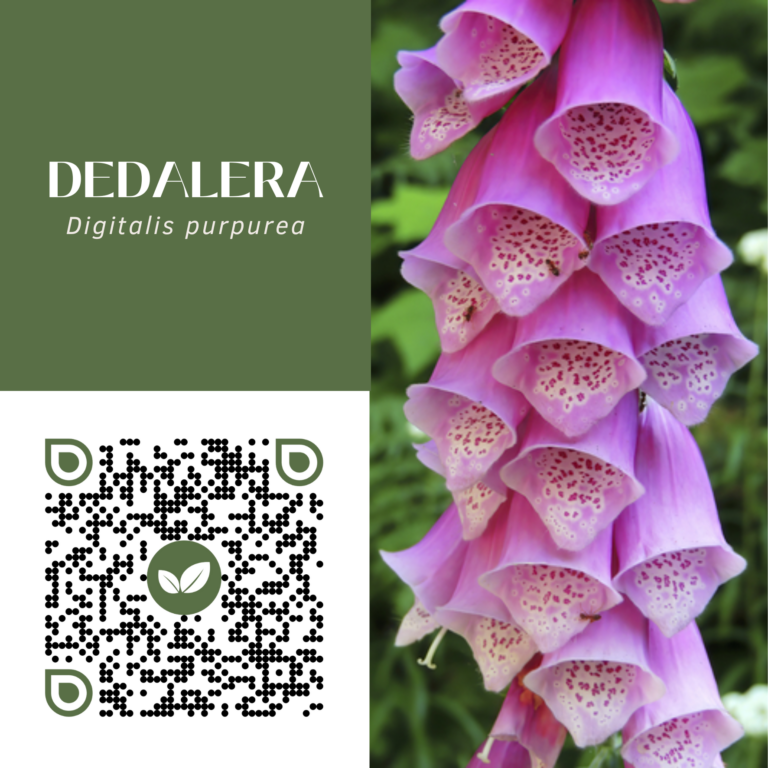 DEDALERA