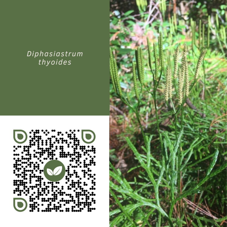 DIPHASIASTRUM THYOIDES