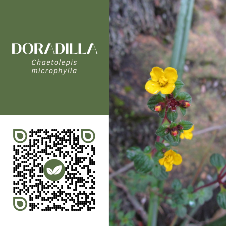 DORADILLA