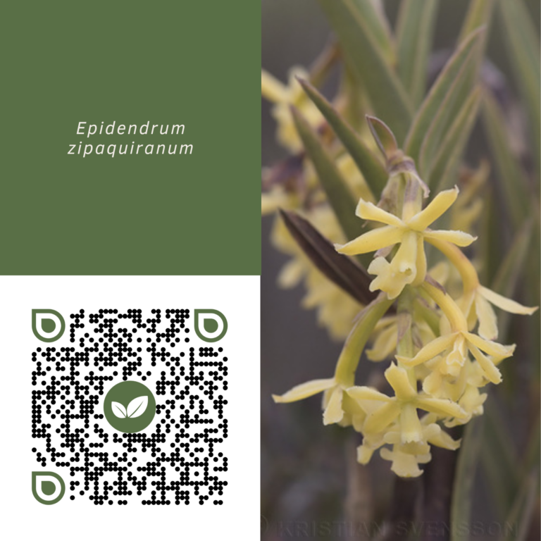 EPIDENDRUM ZIPAQUIRANUM