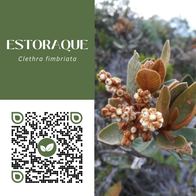 ESTORAQUE