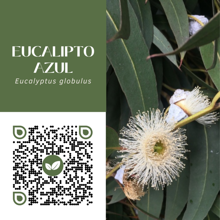 EUCALIPTO AZUL