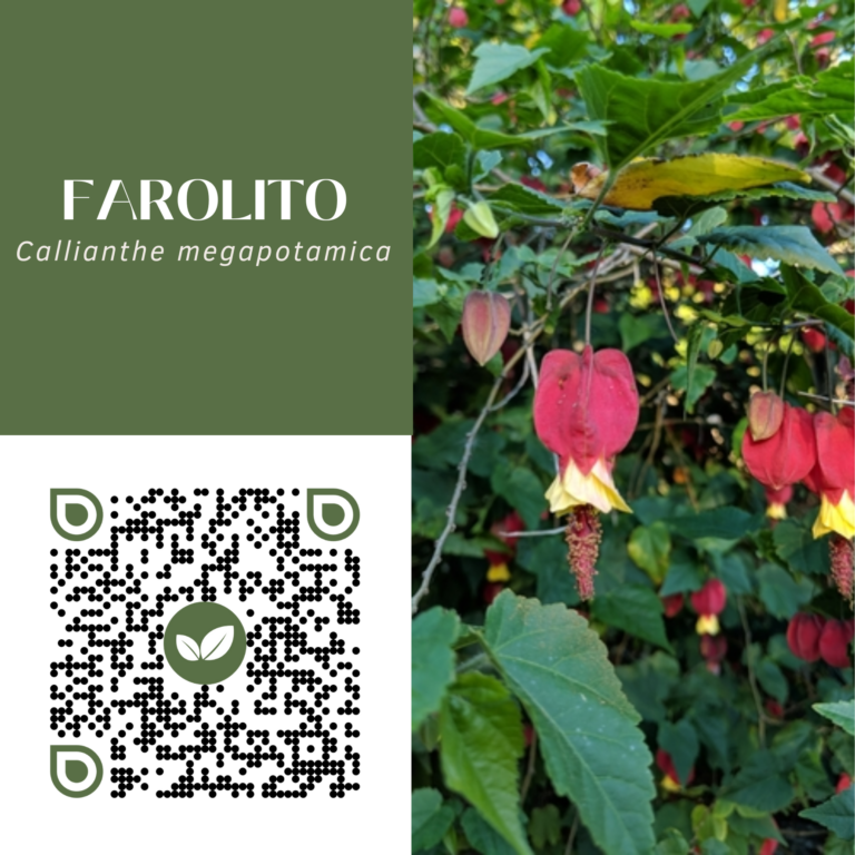 FAROLITO