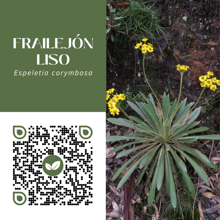 FRAILEJÓN LISO