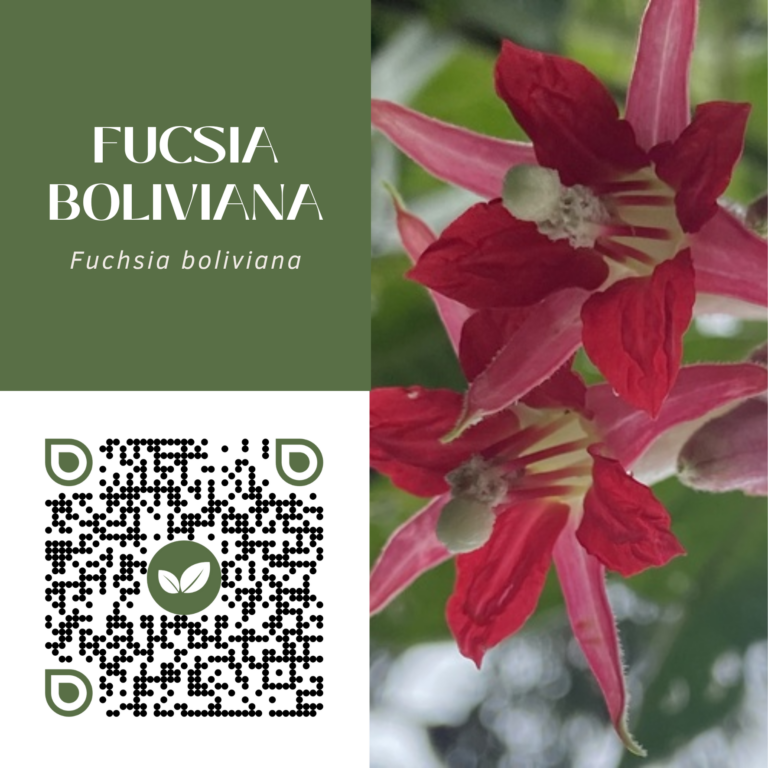 FUCSIA BOLIVIANA