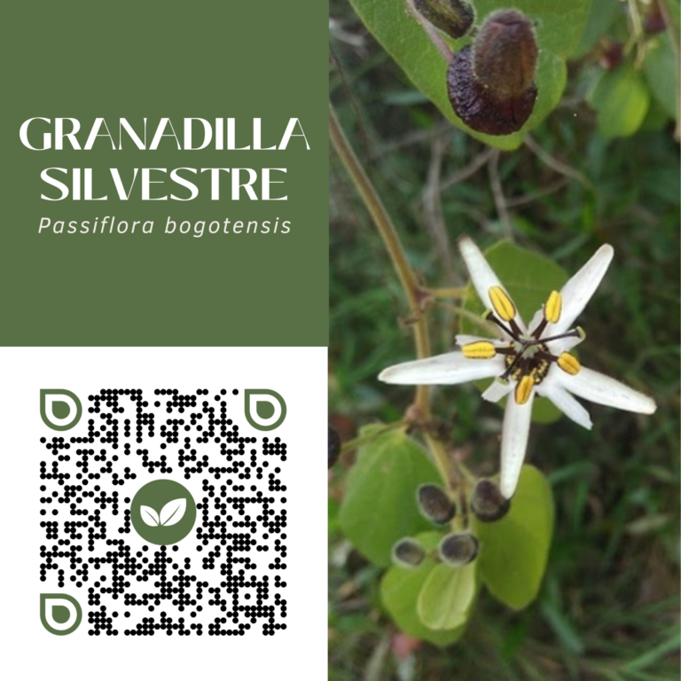 GRANADILLA SILVESTRE