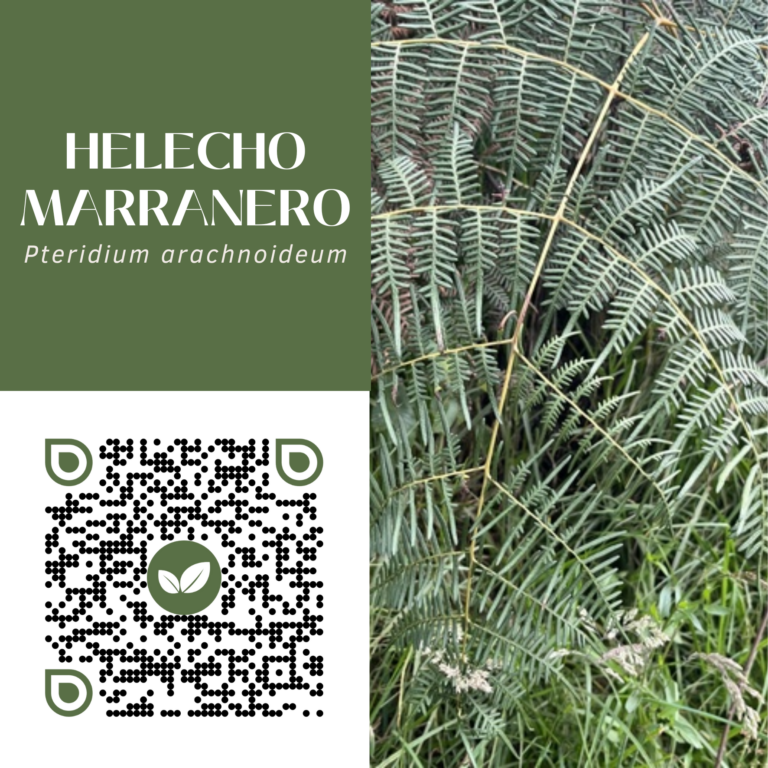 HELECHO MARRANERO