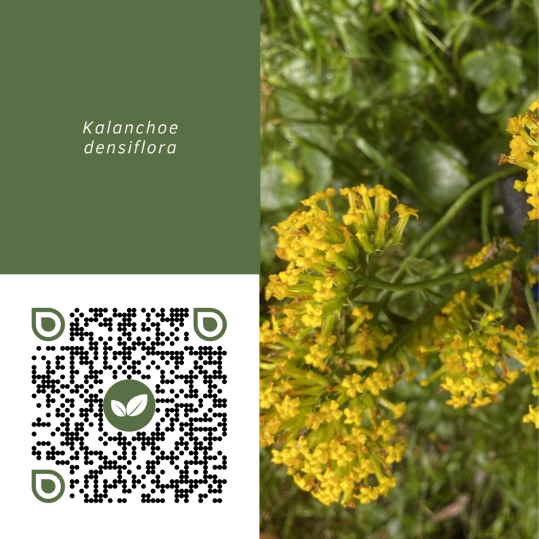 KALANCHOE DENSIFLORA