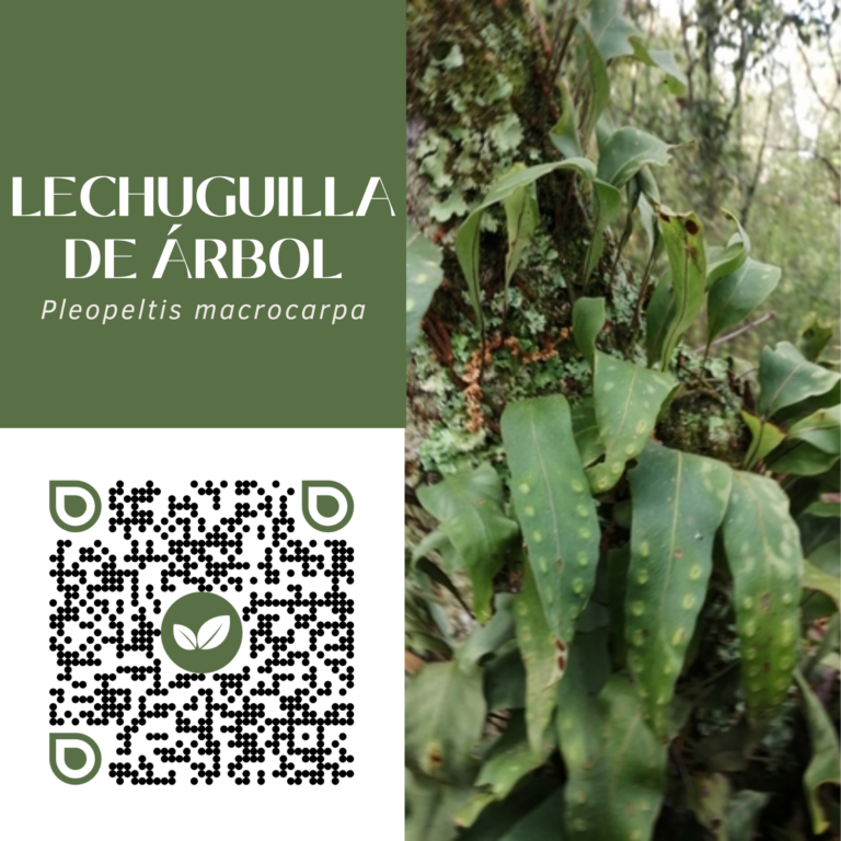 LECHUGUILLA DE ÁRBOL