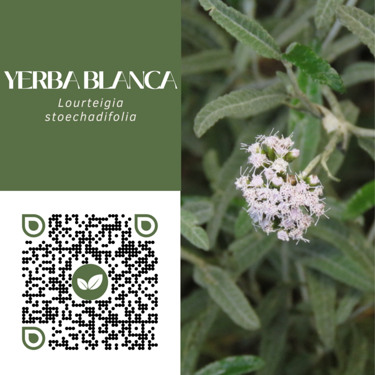 LOURTEIGIA ESTOECHADIFOLIA