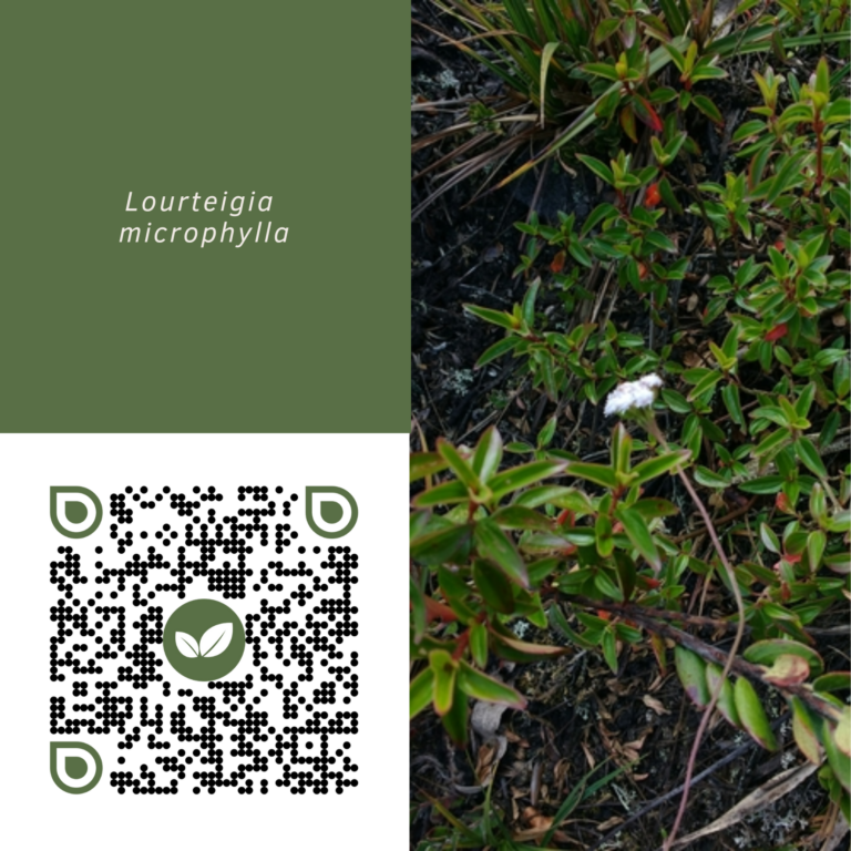 LOURTEIGIA MICROPHYLLA