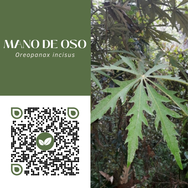 MANO DE OSO