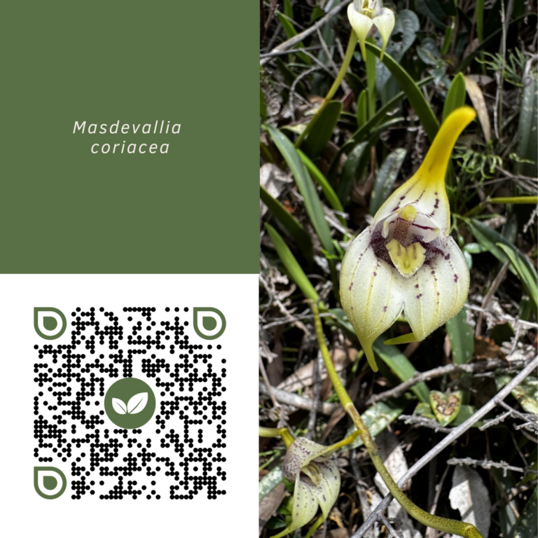 MASDEVALLIA CORIÁCEA