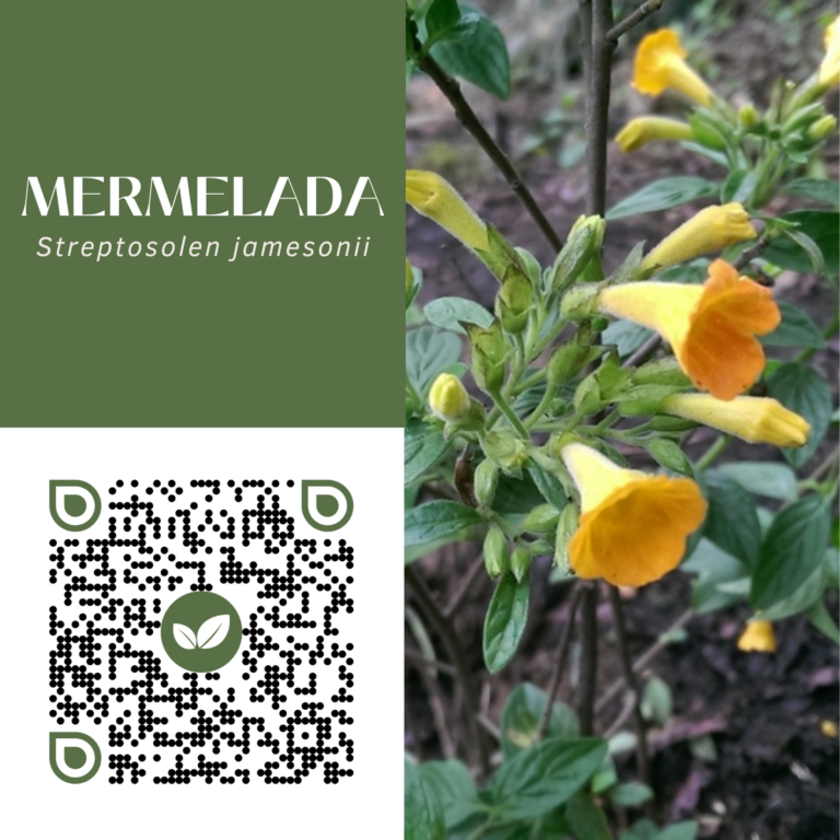 MERMELADA