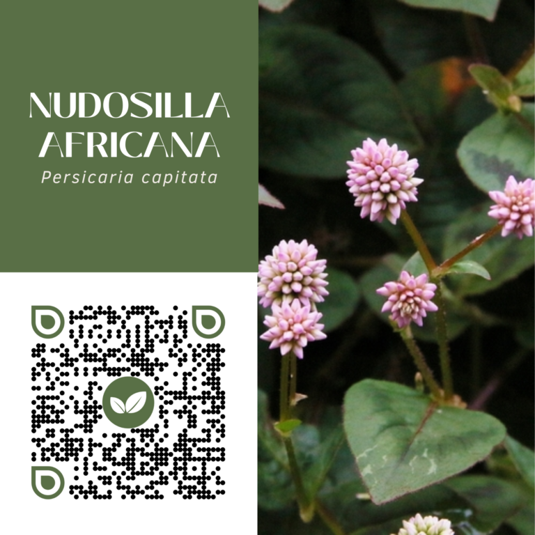 NUDOSILLA AFRICANA