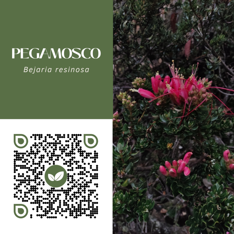 PEGAMOSCO
