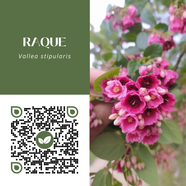 RAQUE