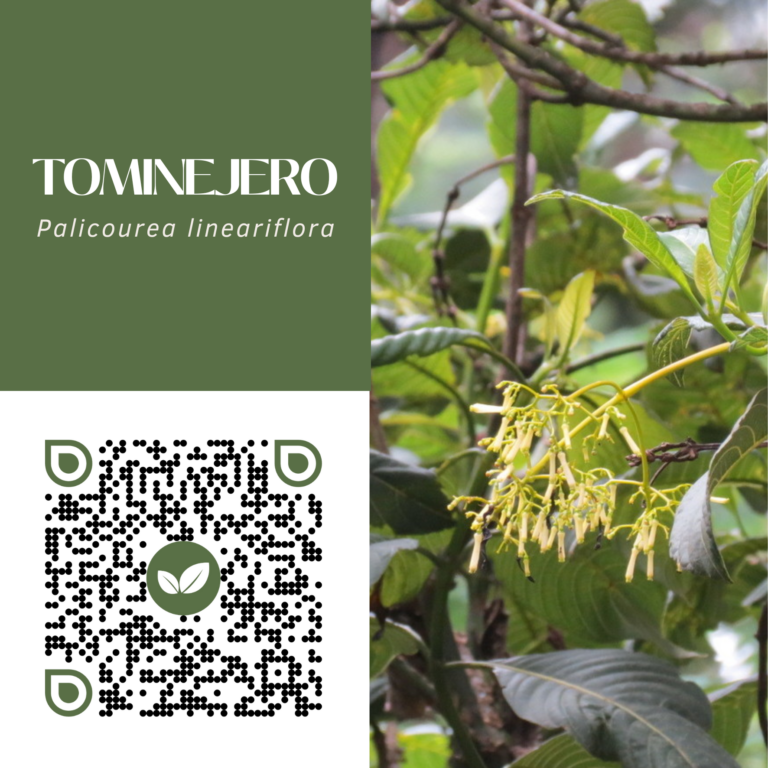 TOMINEJERO