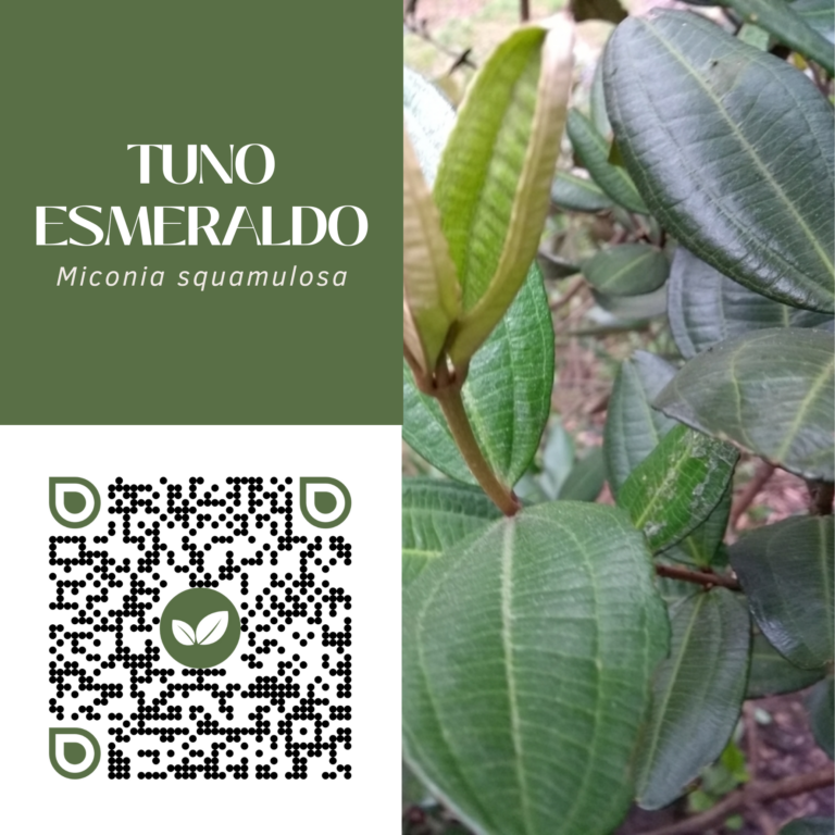 TUNO ESMERALDADO