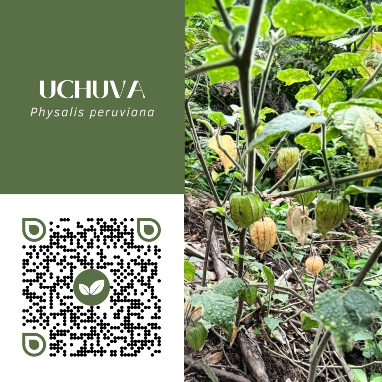 UCHUVA