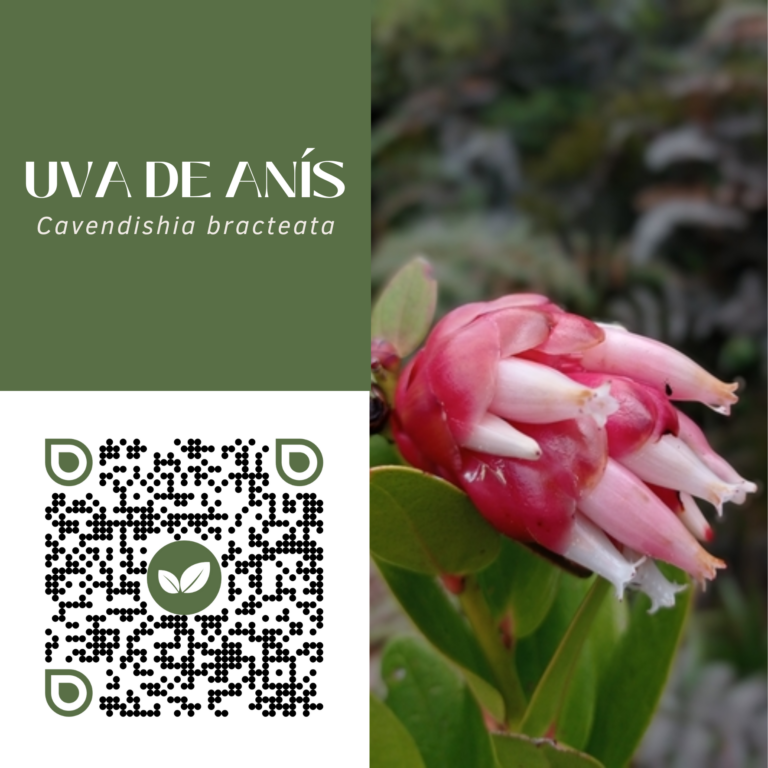 UVA DE ANÍS