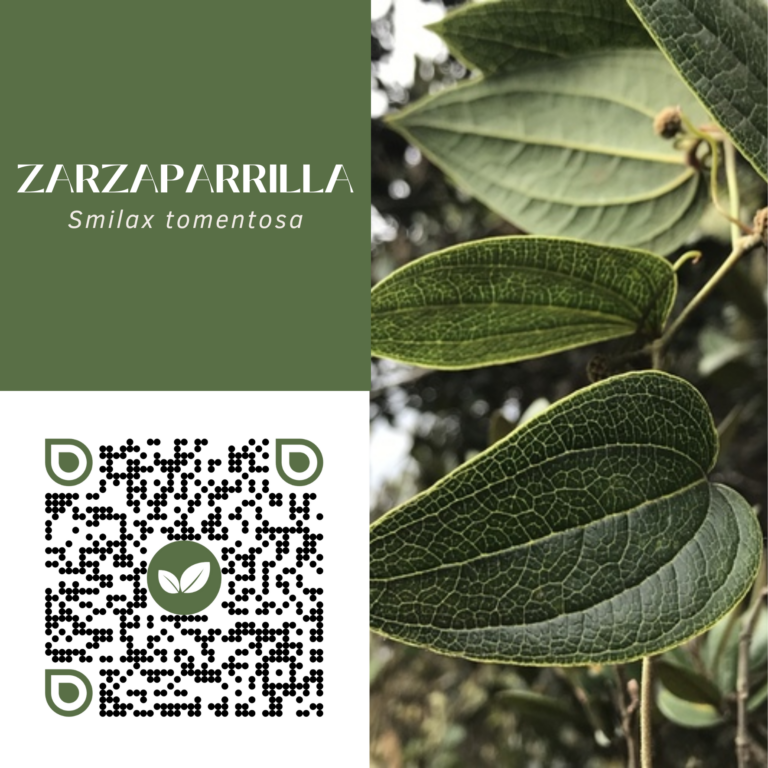 ZARZAPARRILLA